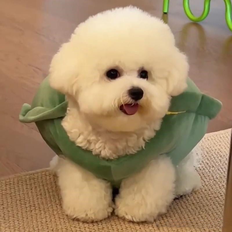 Pet Supplies Turtle Shell Pet Vest Funny Clothes Furry Pawz